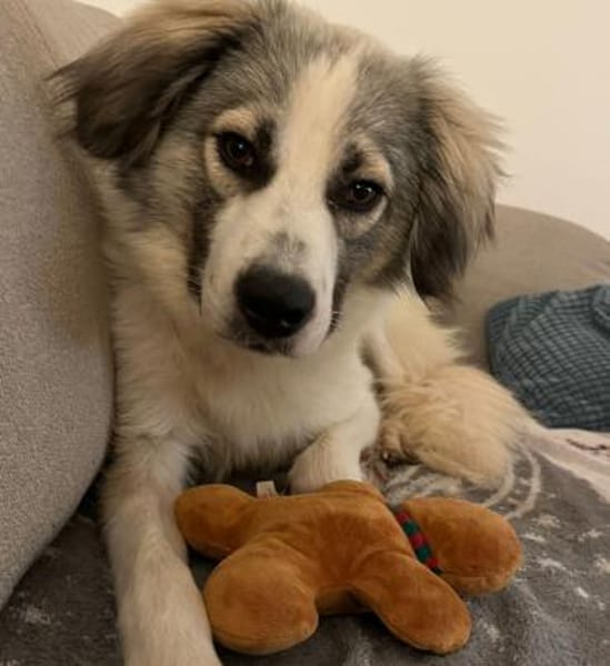 Willow - Zurückhaltender, treuer Rüde