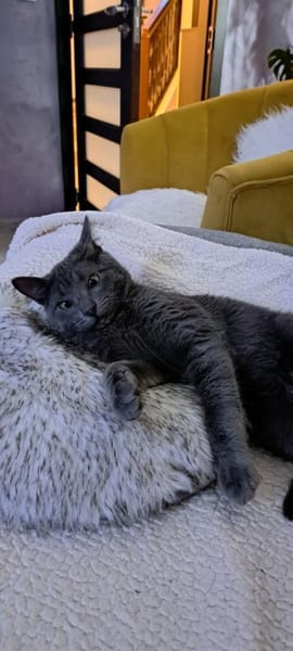 Safir ein Kater wie keiner