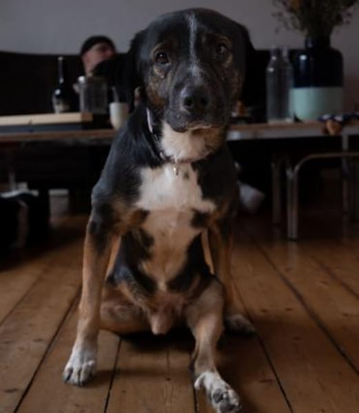 Elian - Freundlicher Herzenshund