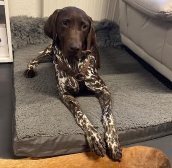 Boogie - menschenbezogener, agiler Rüde