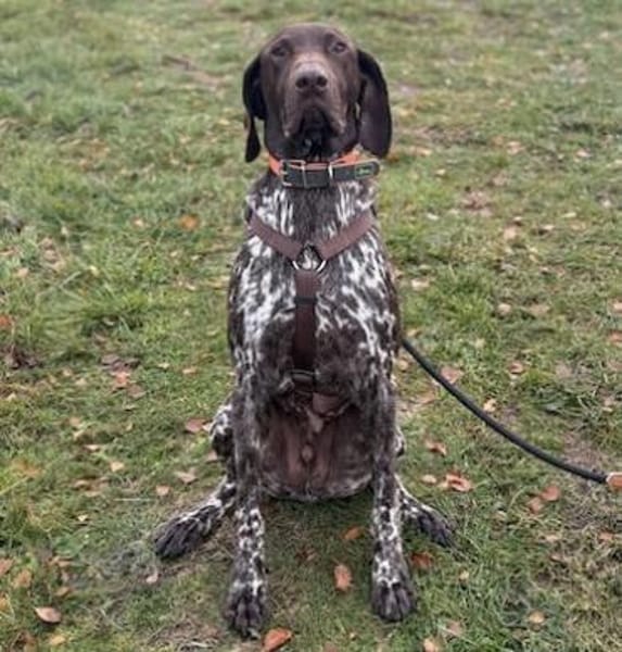 Boogie - menschenbezogener, agiler Rüde