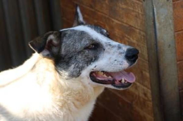 Moscu - kinderlieber Familienhund❤