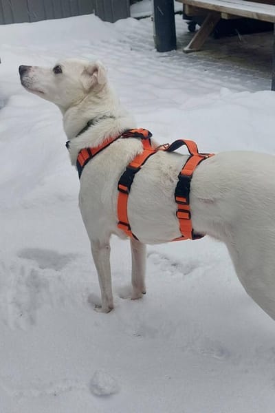 Frieda - fröhlich und unkompliziert