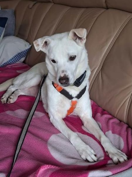 Frieda - fröhlich und unkompliziert