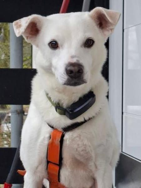 Frieda - fröhlich und unkompliziert