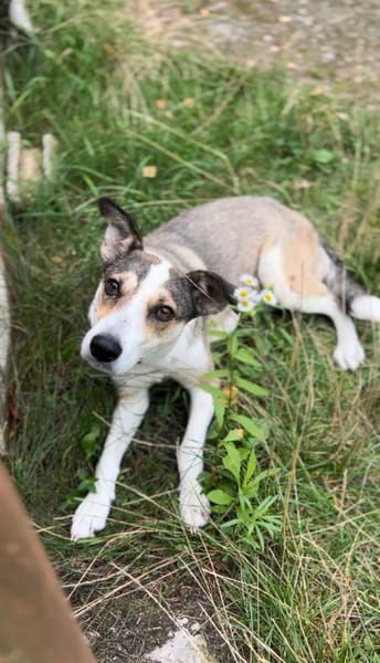 Teresa, eine liebe 5-jährige Hündin