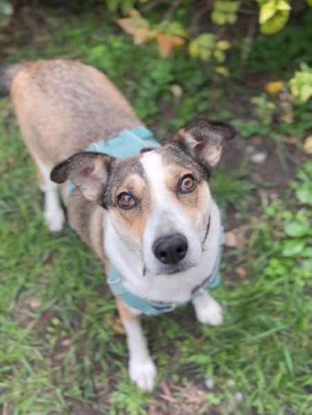 Teresa, eine liebe 5-jährige Hündin