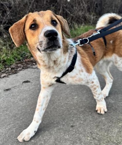 Ozzy - Lieber, junger Rüde sucht Zuhause