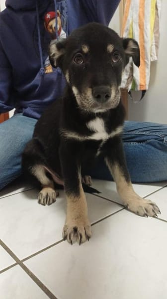 Haku - verspielter Welpe sucht Partner🍀