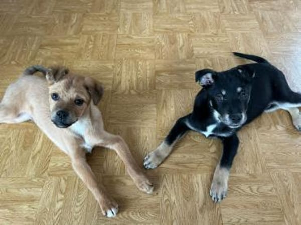 Haku - verspielter Welpe sucht Partner🍀