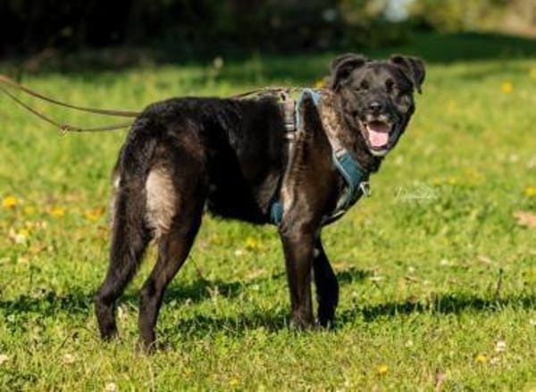 kluger, verschmuster Oreo