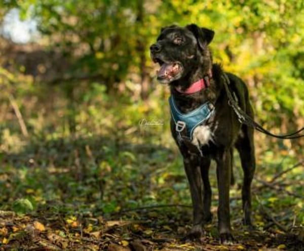 kluger, verschmuster Oreo