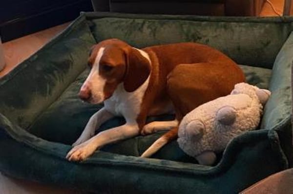 Rosie 💗 wartet in 23617 Stockelsdorf