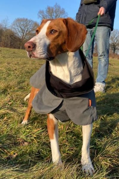 Rosie 💗 wartet in 23617 Stockelsdorf