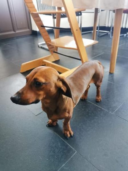 JERRY - Pupertät auf kurzen Beinen