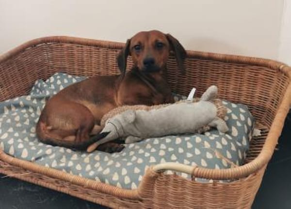 JERRY - Pupertät auf kurzen Beinen