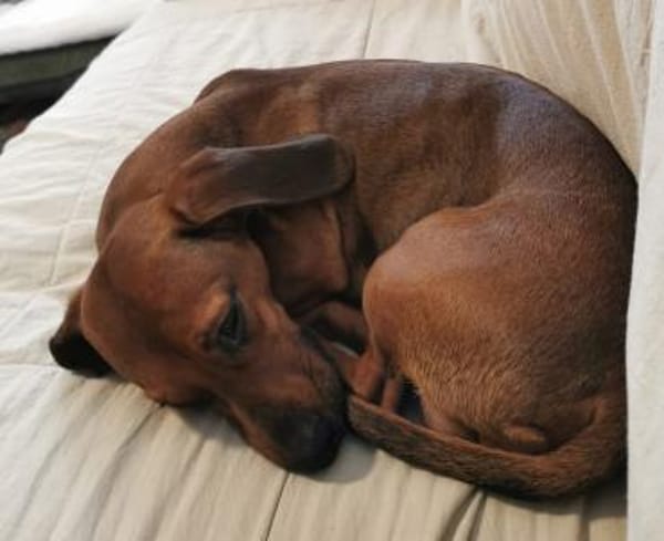 JERRY - Pupertät auf kurzen Beinen