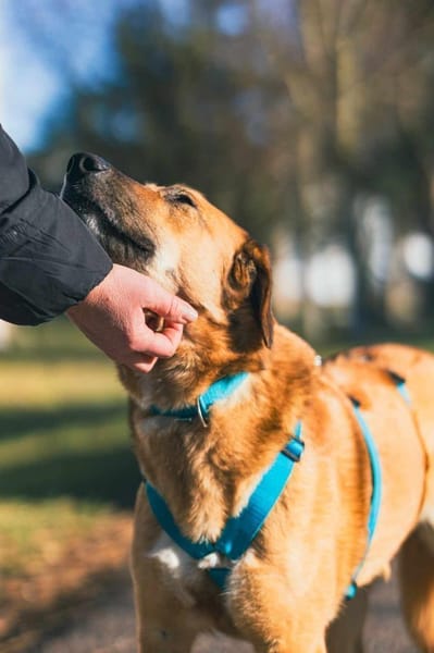 Rose - ist angenehm,ruhig&zuverlässig