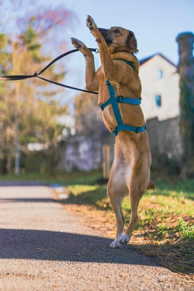 Rose - ist angenehm,ruhig&zuverlässig