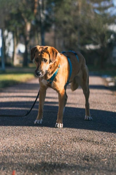 Rose - ist angenehm,ruhig&zuverlässig