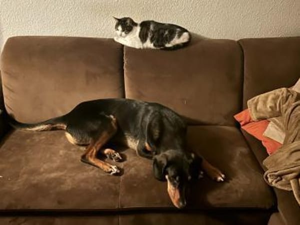 Hugo sucht ein Zuhause