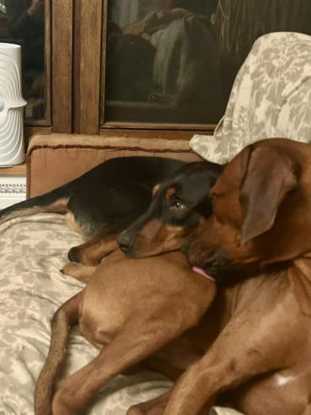 Hugo sucht ein Zuhause