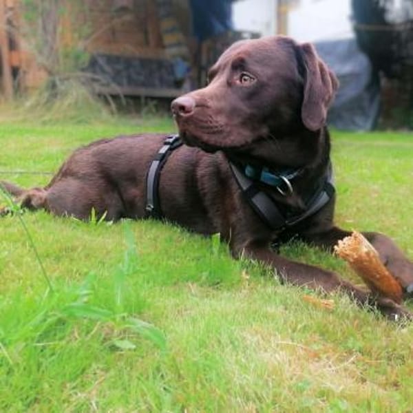 Carlos - ist eine Wasserratte