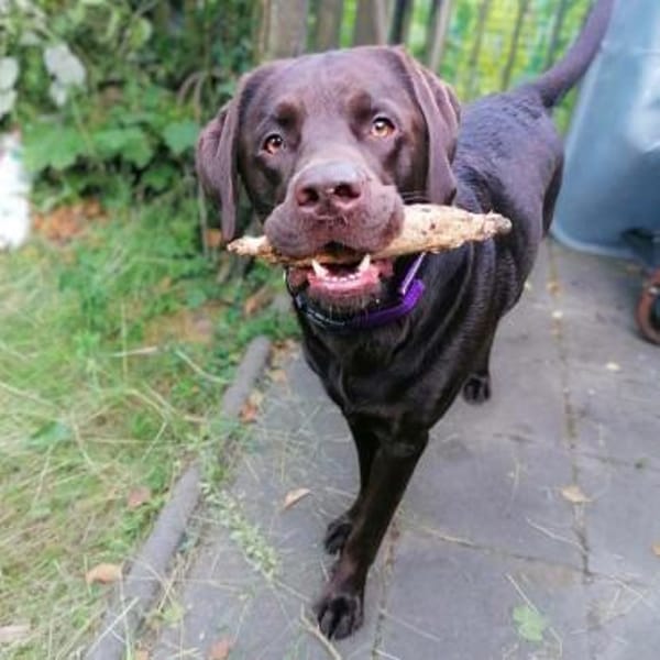 Carlos - ist eine Wasserratte