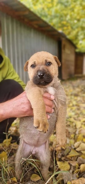 Die süße PERLA sucht ein Zuhause