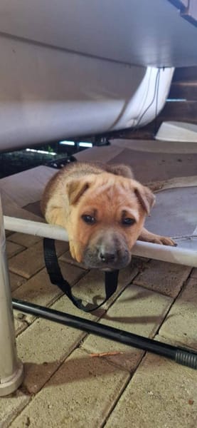 Die süße PERLA sucht ein Zuhause