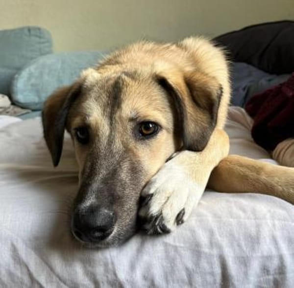 Miles - freundlicher, junger Rüde auf PS