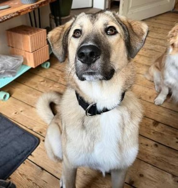 Miles - freundlicher, junger Rüde auf PS