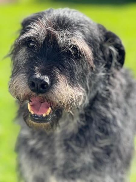 Senior Murry sucht ein Für-Immer-Zuhause