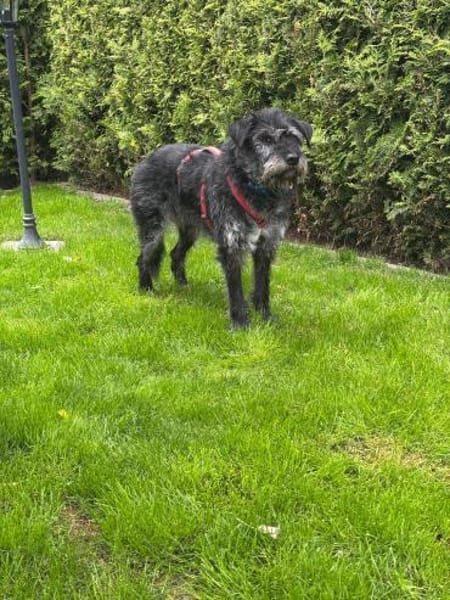 Senior Murry sucht ein Für-Immer-Zuhause