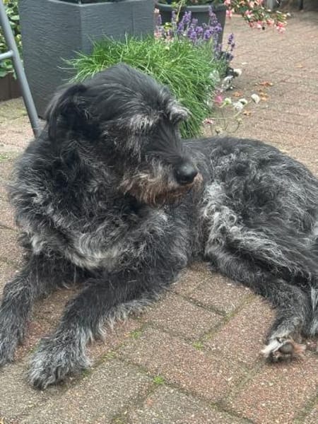 Senior Murry sucht ein Für-Immer-Zuhause