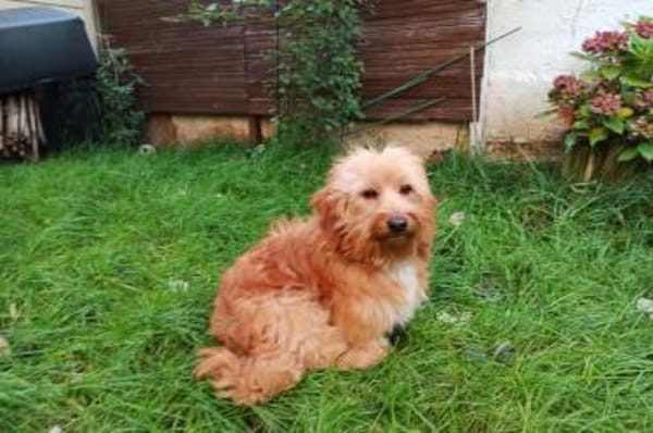 Ninno - wartet in 64347 Griesheim