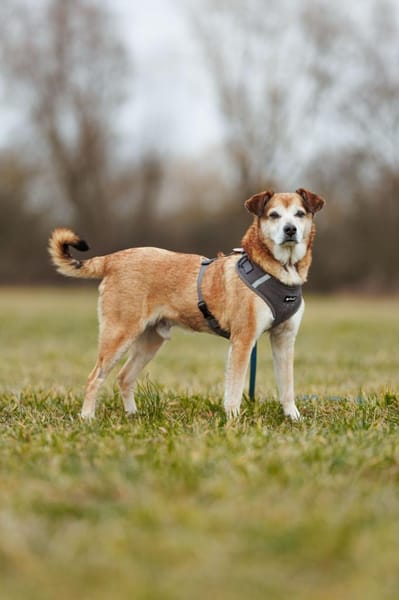 Chikoyo - 76661 Philippsburg