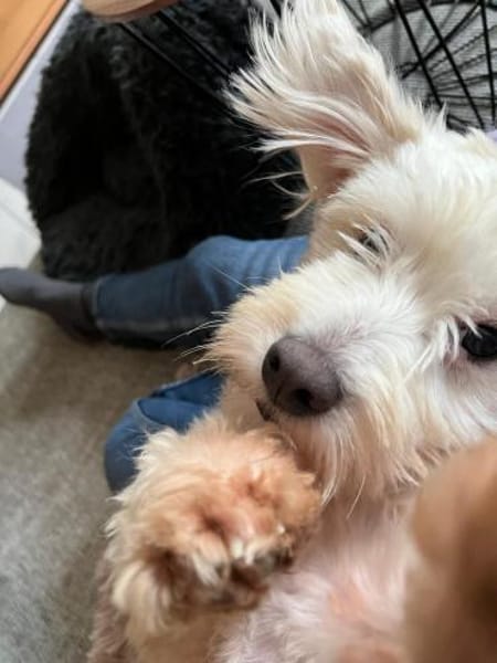 Benji - kleiner Herzensbrecher