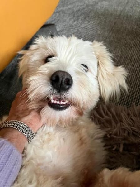 Benji - kleiner Herzensbrecher