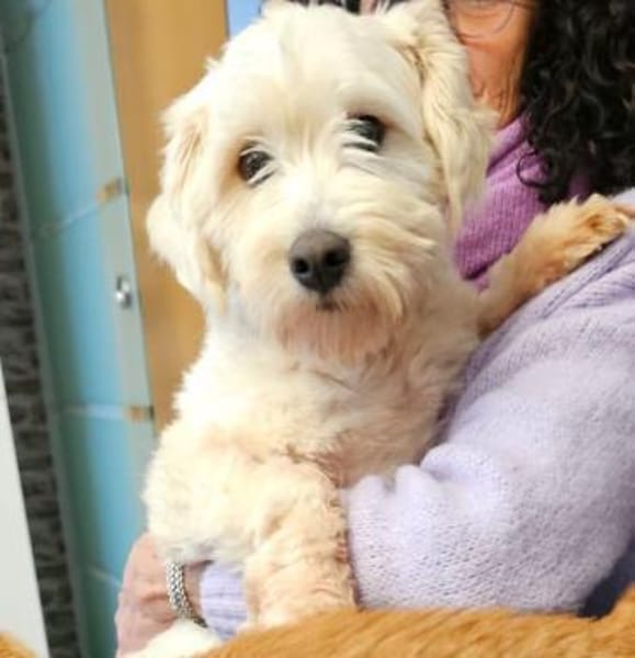 Benji - kleiner Herzensbrecher