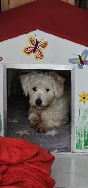 Benji - kleiner Herzensbrecher