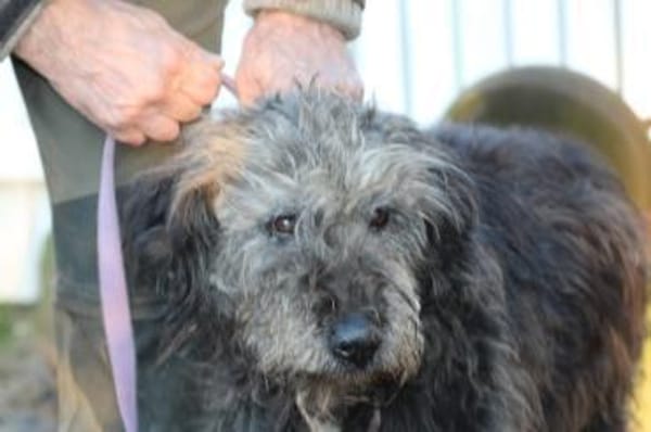 Nevado - hübscher Wuschelrüde