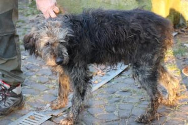 Nevado - hübscher Wuschelrüde