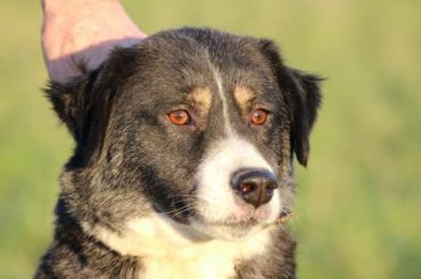 Tayto - zutraulich u. unkompliziert