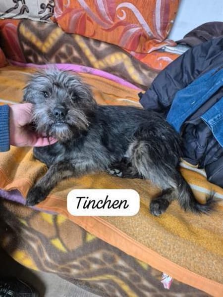 Tinchen vor Weihnachten ausgesetzt