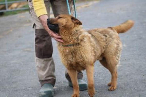 Chevy - sehr freundlich u. verträglich
