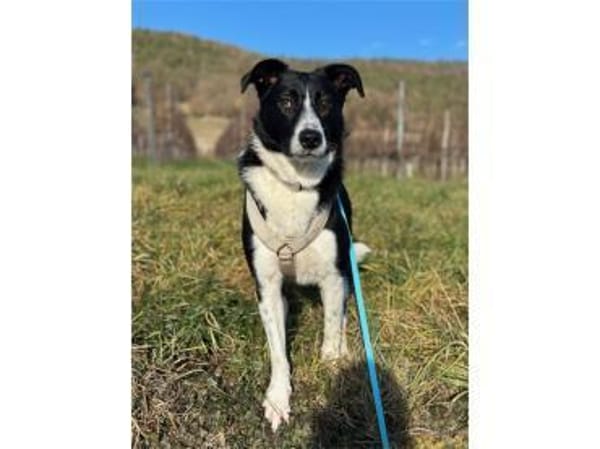 Haley - wartet in 63927 Bürgstadt