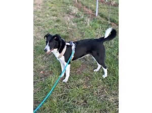 Haley - wartet in 63927 Bürgstadt