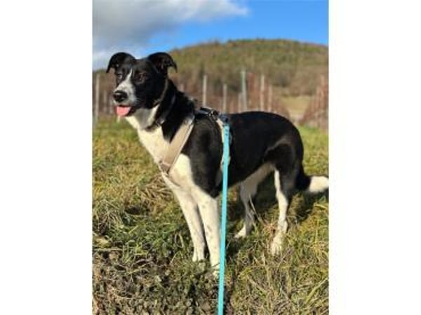 Haley - wartet in 63927 Bürgstadt