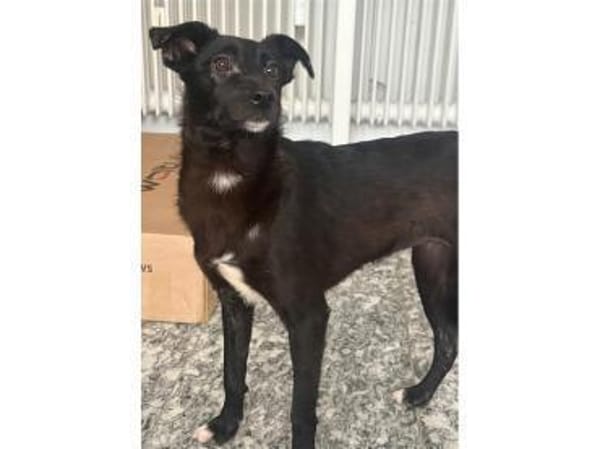 Peggie - wartet in 53757 Sankt Augustin